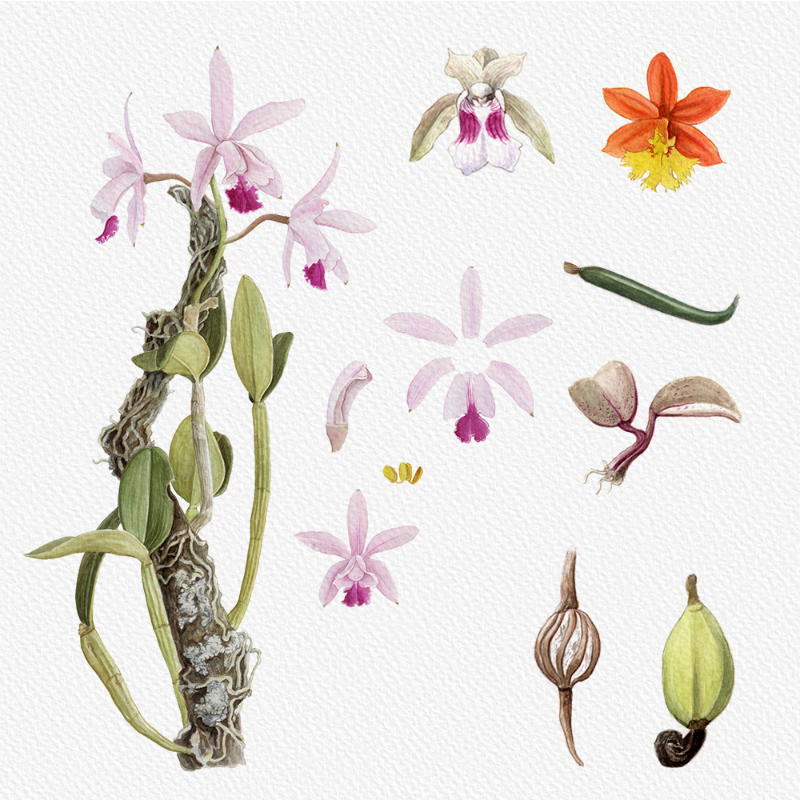 Botanical Illustration - Orchids 1 #75