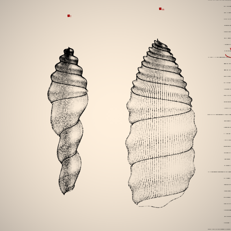 Two Specimen #496