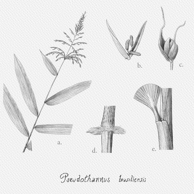 Botanical Illustration - Bambusoideae 1 #31