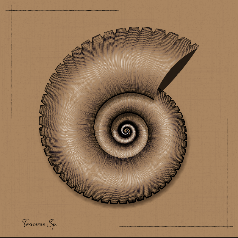 Ammonites #3