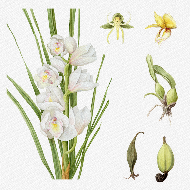 Botanical Illustration - Orchids 1 #49