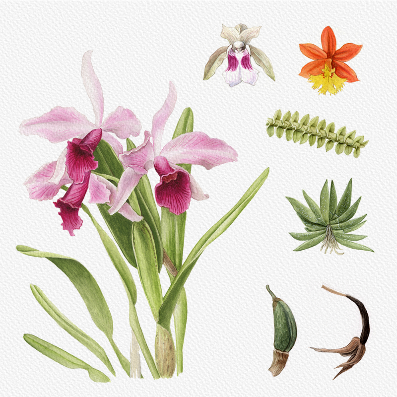 Botanical Illustration - Orchids 1 #79