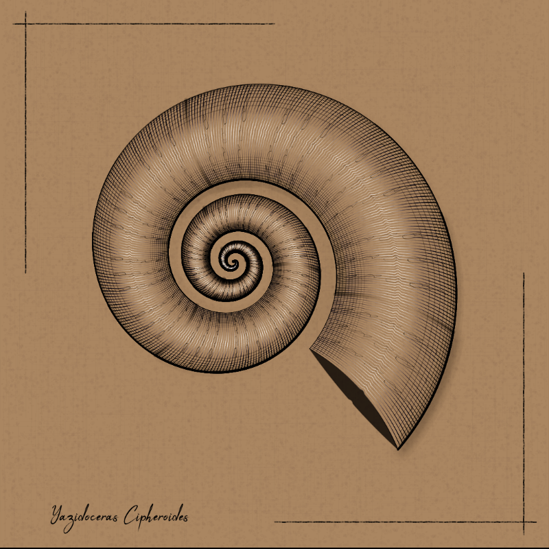 Ammonites #27