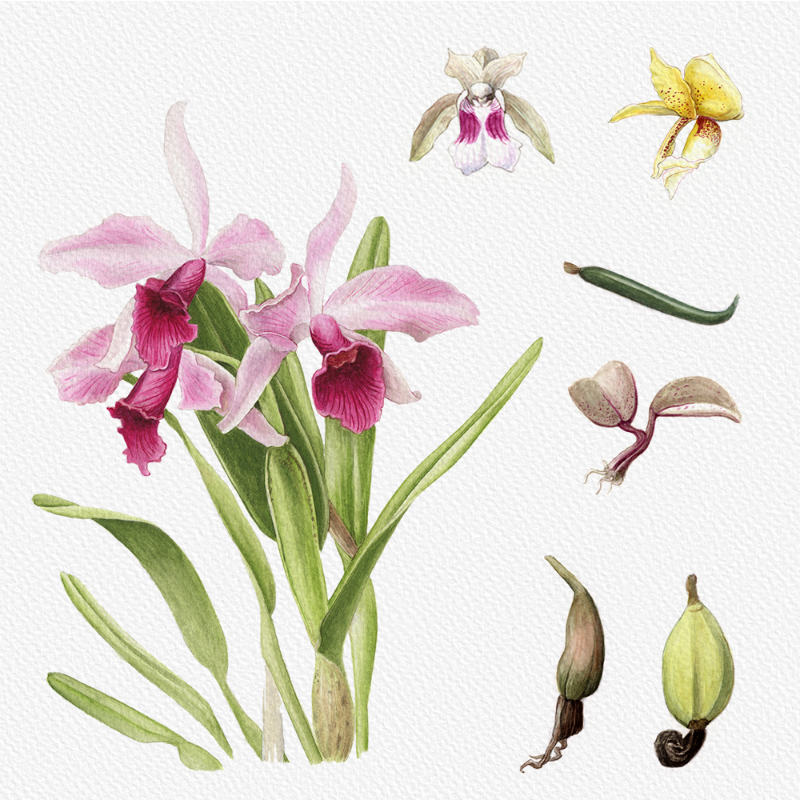 Botanical Illustration - Orchids 1 #28