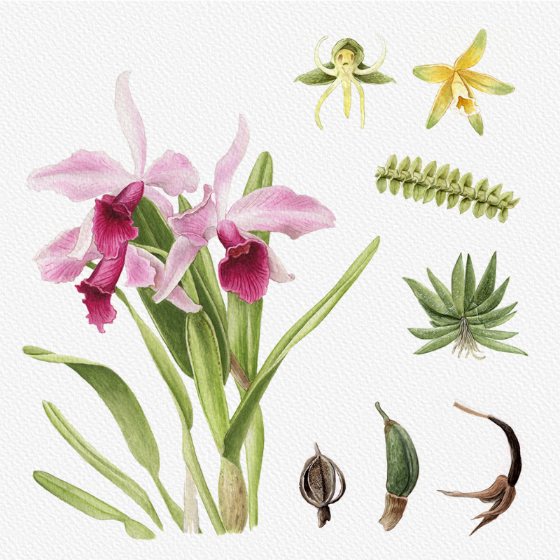 Botanical Illustration - Orchids 1 #83