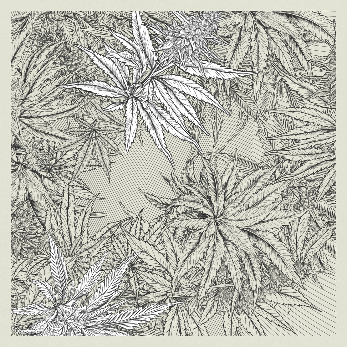 zancannabis #2