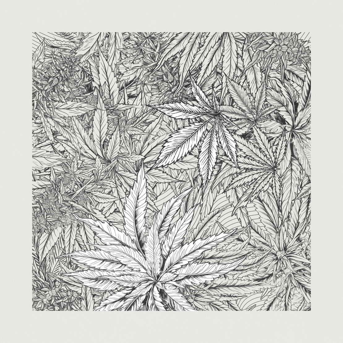 zancannabis #387