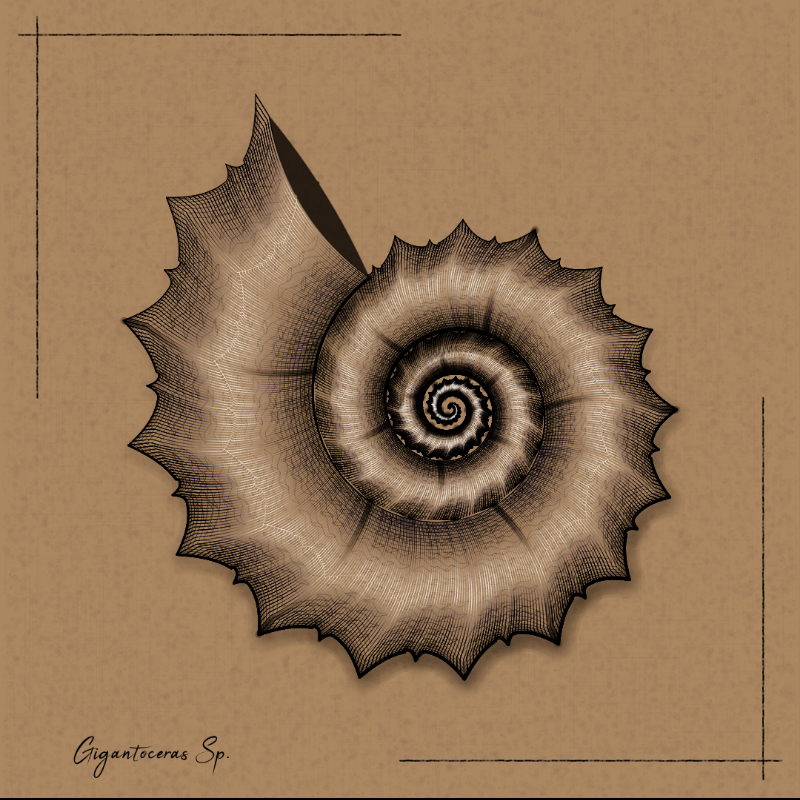 Ammonites #8