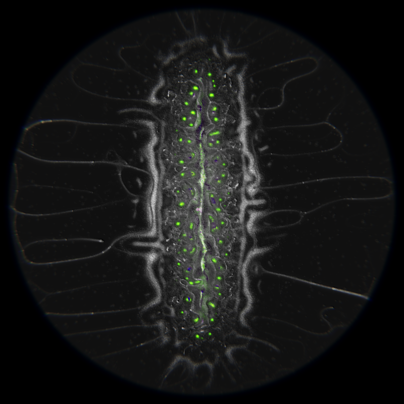 Ethereal Microcosm #251