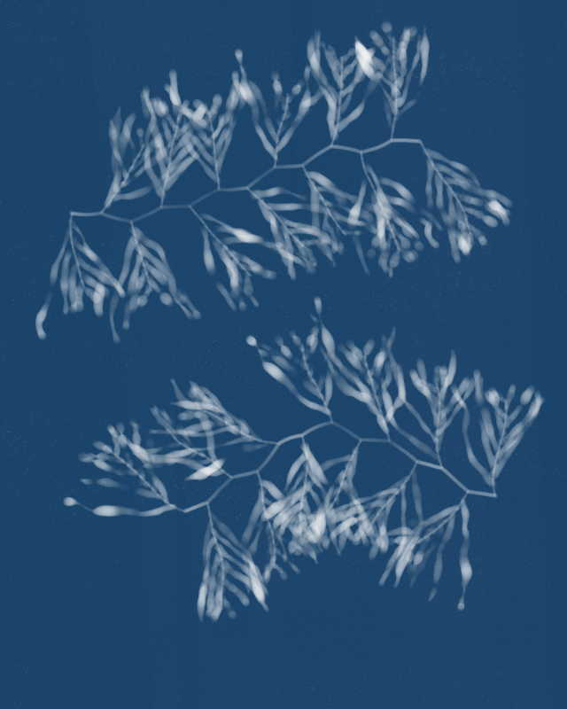 Cyanotypes #40